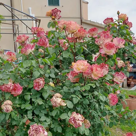 L'acquerello Casa Toscana 度假居 Lari